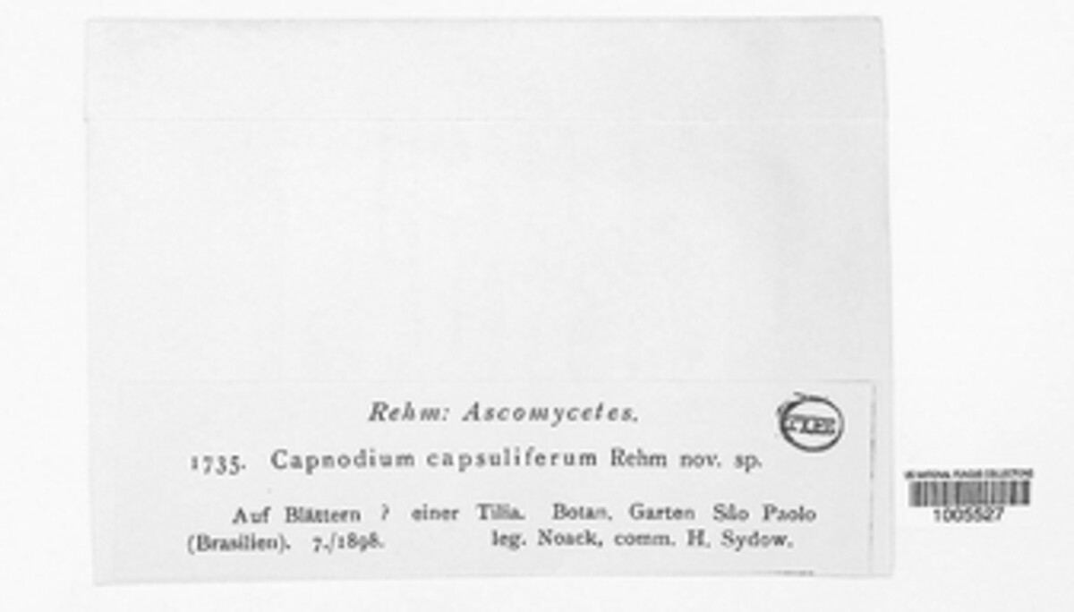 Capnodium capsuliferum image